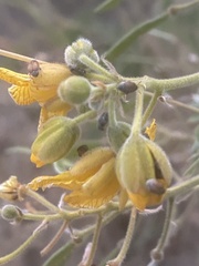 Sennius discolor