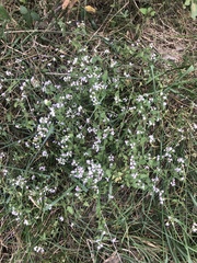 Fleischmannia incarnata