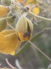 Sennius discolor