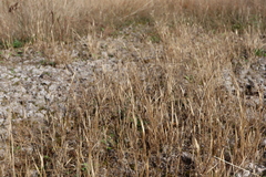 Panicum philadelphicum philadelphicum