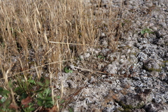 Panicum philadelphicum philadelphicum