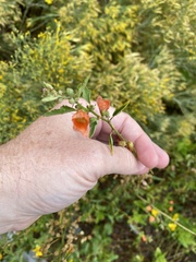 Sphaeralcea fendleri