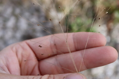 Panicum philadelphicum philadelphicum
