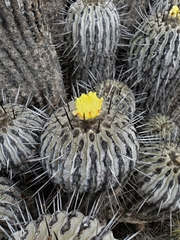Copiapoa dealbata