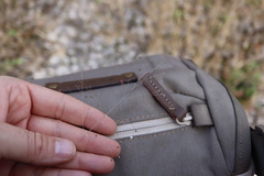 Panicum philadelphicum philadelphicum