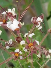 Polanisia dodecandra