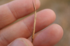 Panicum philadelphicum philadelphicum