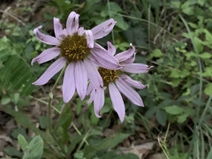 Iostephane heterophylla