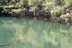 Crocodylus johnstoni