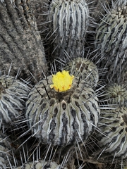 Copiapoa dealbata