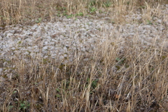 Panicum philadelphicum philadelphicum