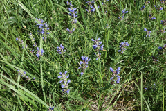 Dracocephalum ruyschiana
