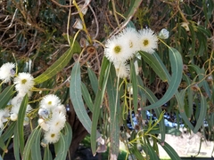 Eucalyptus globulus