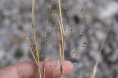 Panicum philadelphicum philadelphicum