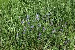 Dracocephalum ruyschiana