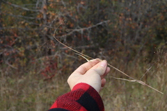 Panicum philadelphicum philadelphicum