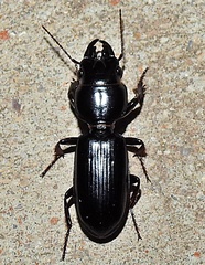 Scarites subterraneus
