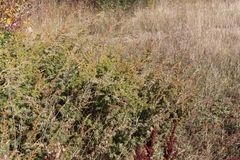 Juniperus communis depressa