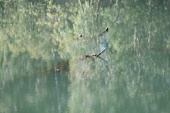 Crocodylus johnstoni