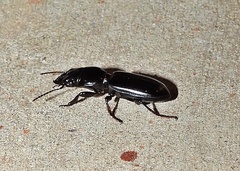Scarites subterraneus