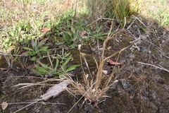Panicum philadelphicum philadelphicum