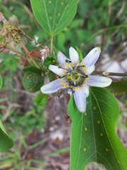 Passiflora standleyi