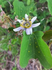 Passiflora standleyi