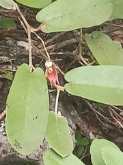 Aristolochia malacophylla