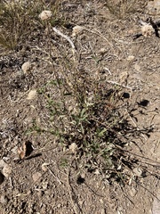 Monardella odoratissima