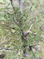 Mimosa texana