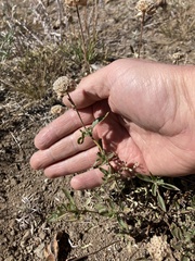 Monardella odoratissima