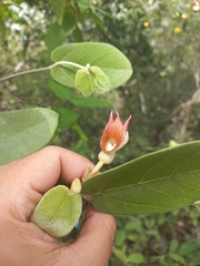 Aristolochia malacophylla