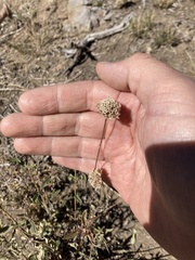 Monardella odoratissima