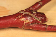 Neolasioptera cornicola