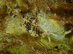 Facelina newcombi