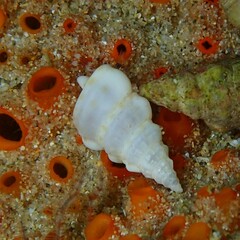 Plesiotrochus monachus