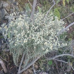 Pseudognaphalium canescens