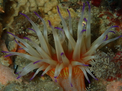 Epiactis australiensis