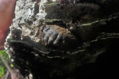 Acanthopleura gemmata