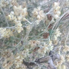 Pseudognaphalium canescens