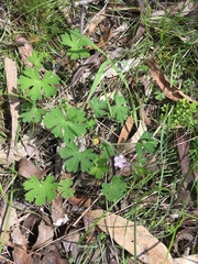 Geranium homeanum