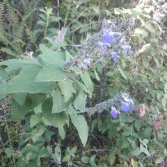 Salvia melissodora
