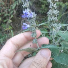 Salvia melissodora