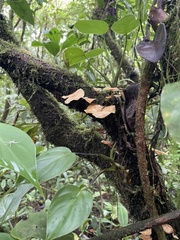 Auricularia fuscosuccinea