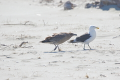 Larus dominicanus dominicanus