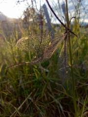 Brachynemurus versutus