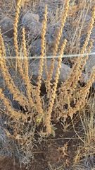 Verbascum damascenum