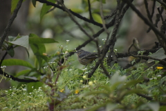 Conirostrum cinereum