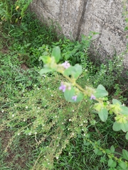 Cuphea carthagenensis