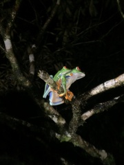 Agalychnis callidryas